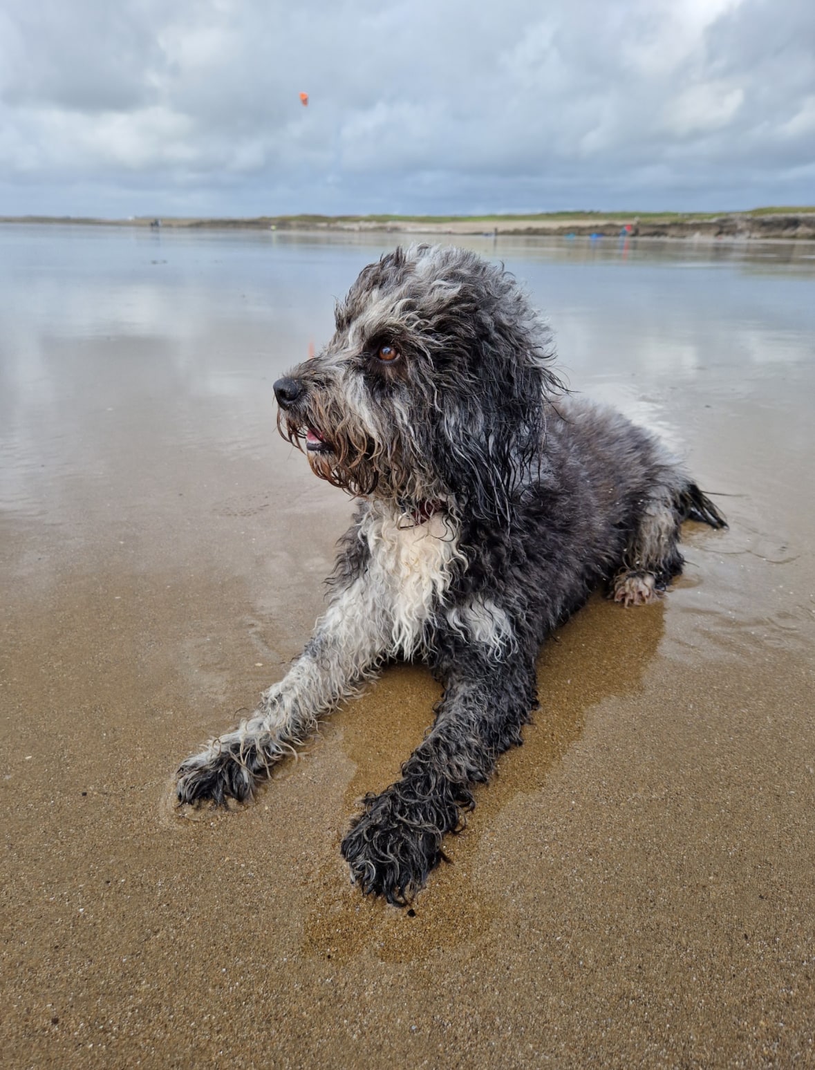 Juno lying on the beach