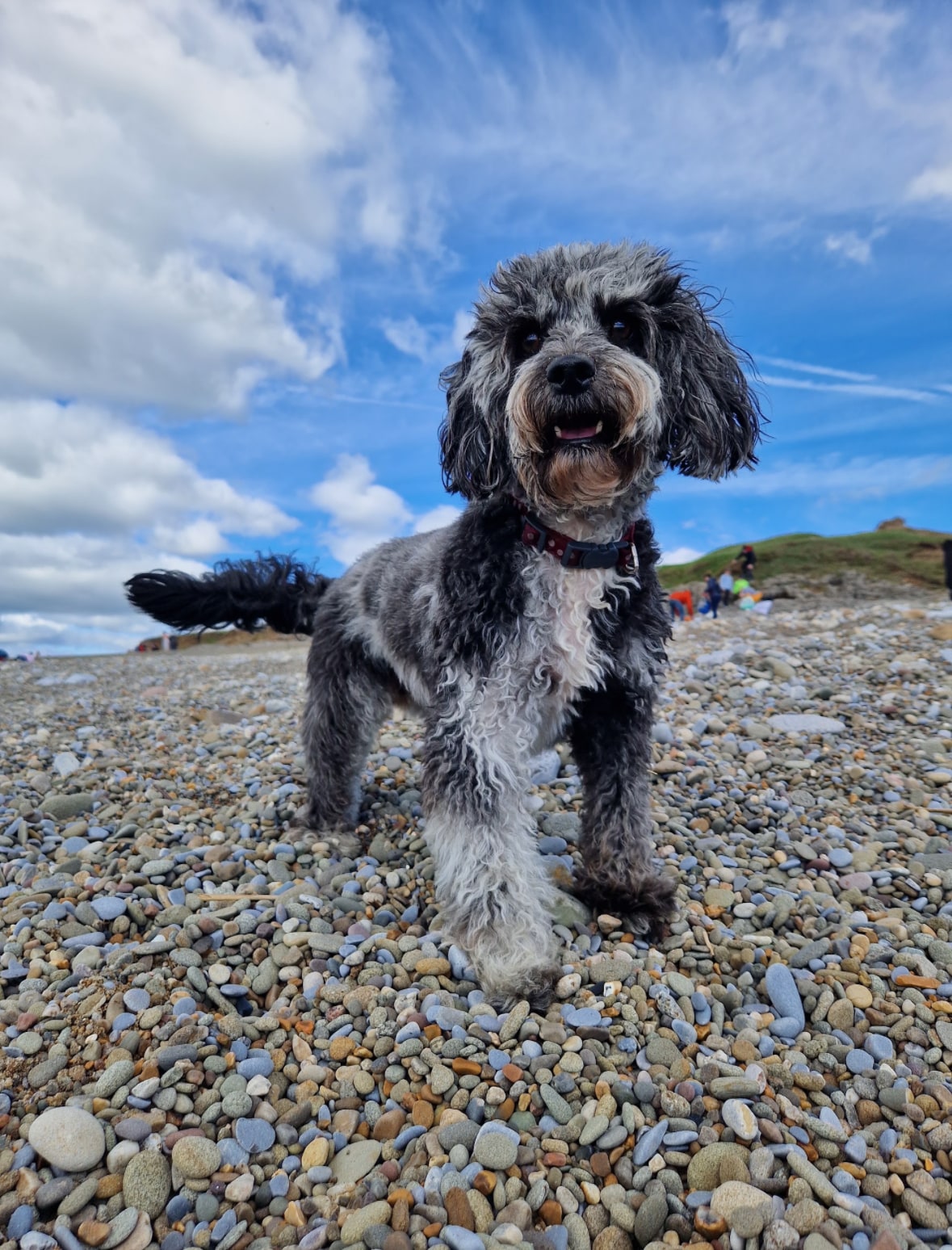 Juno standing on a pebble beach