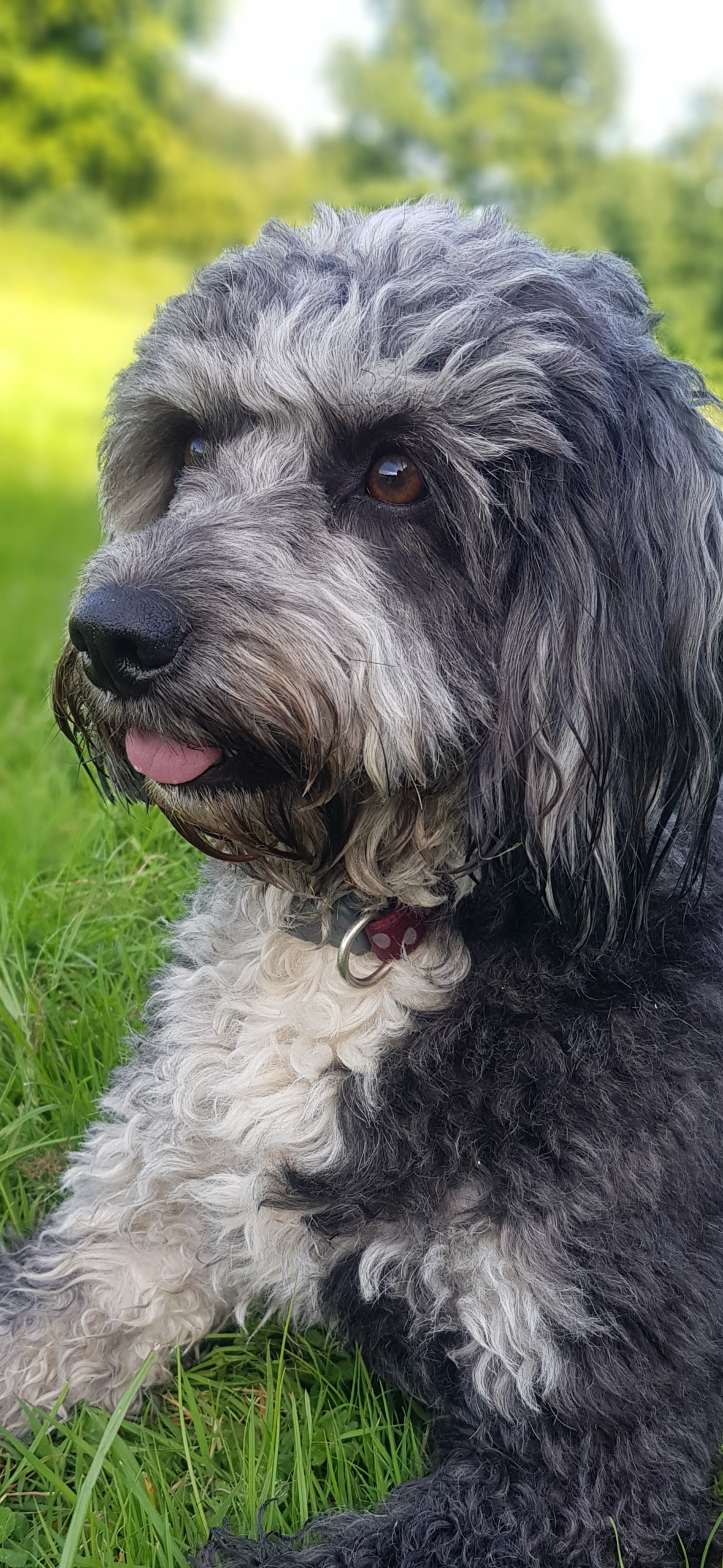 Juno the blue merle cockapoo relaxing on grass with her pink tongue out