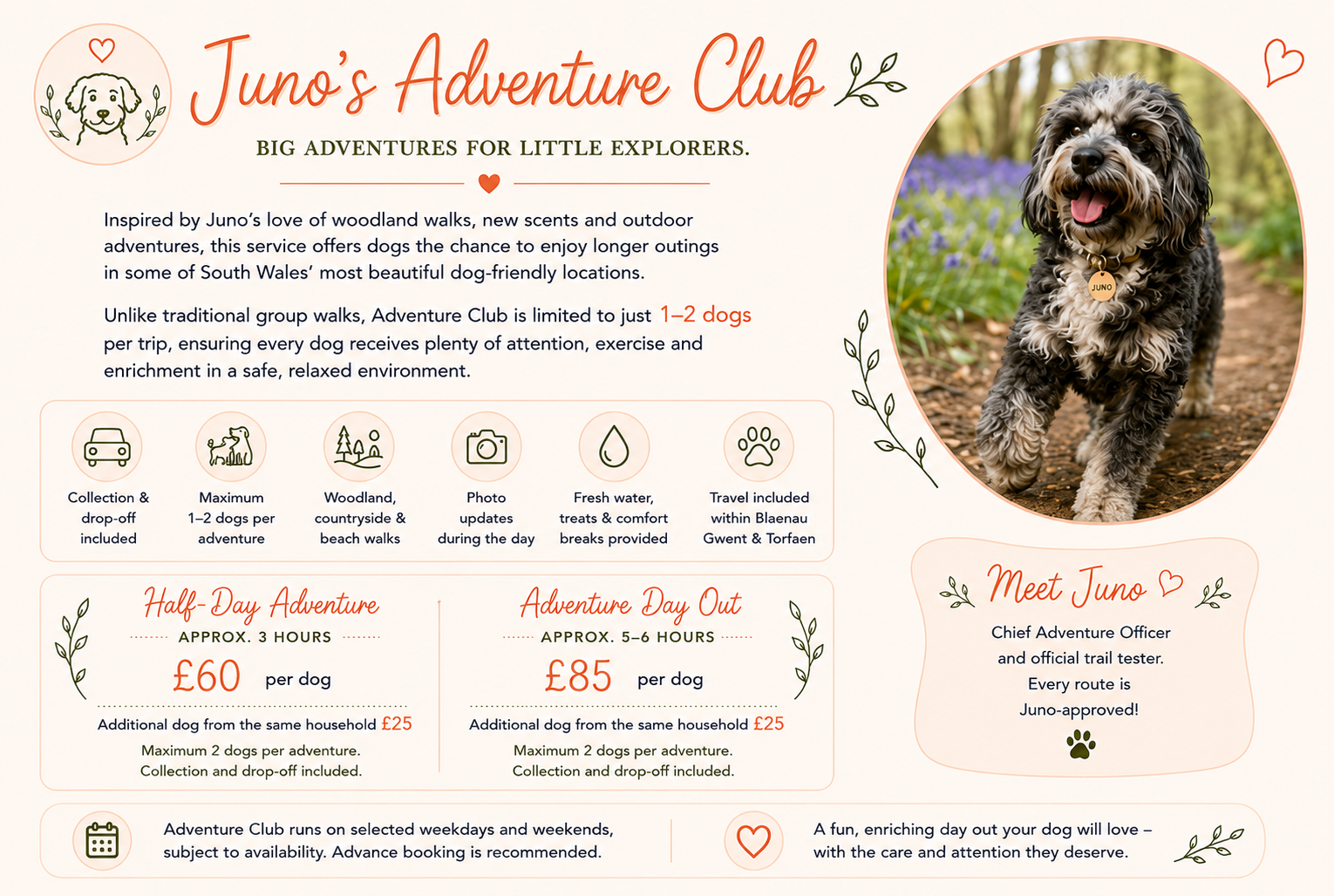 Juno's Adventure Club - big adventures for little explorers. Longer woodland, countryside and beach walks for just 1 to 2 dogs per trip, with collection and drop-off, photo updates, fresh water, treats and comfort breaks, and travel included within Blaenau Gwent and Torfaen. Half-Day Adventure (approx. 3 hours) is £60 per dog and an Adventure Day Out (approx. 5 to 6 hours) is £85 per dog; additional dog from the same household £25. Meet Juno, Chief Adventure Officer and official trail tester - every route is Juno-approved.