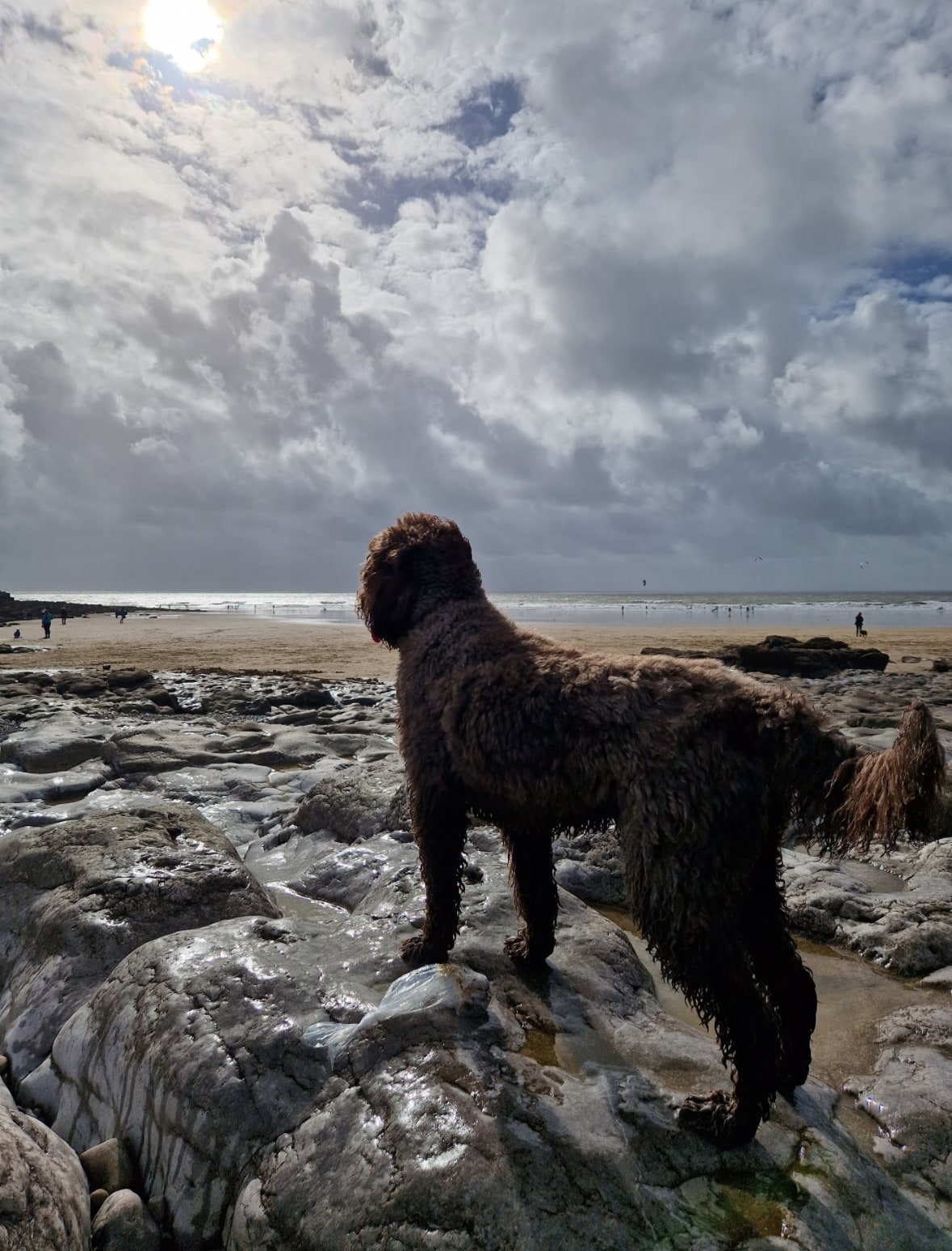 Roxy standing on beach rocks