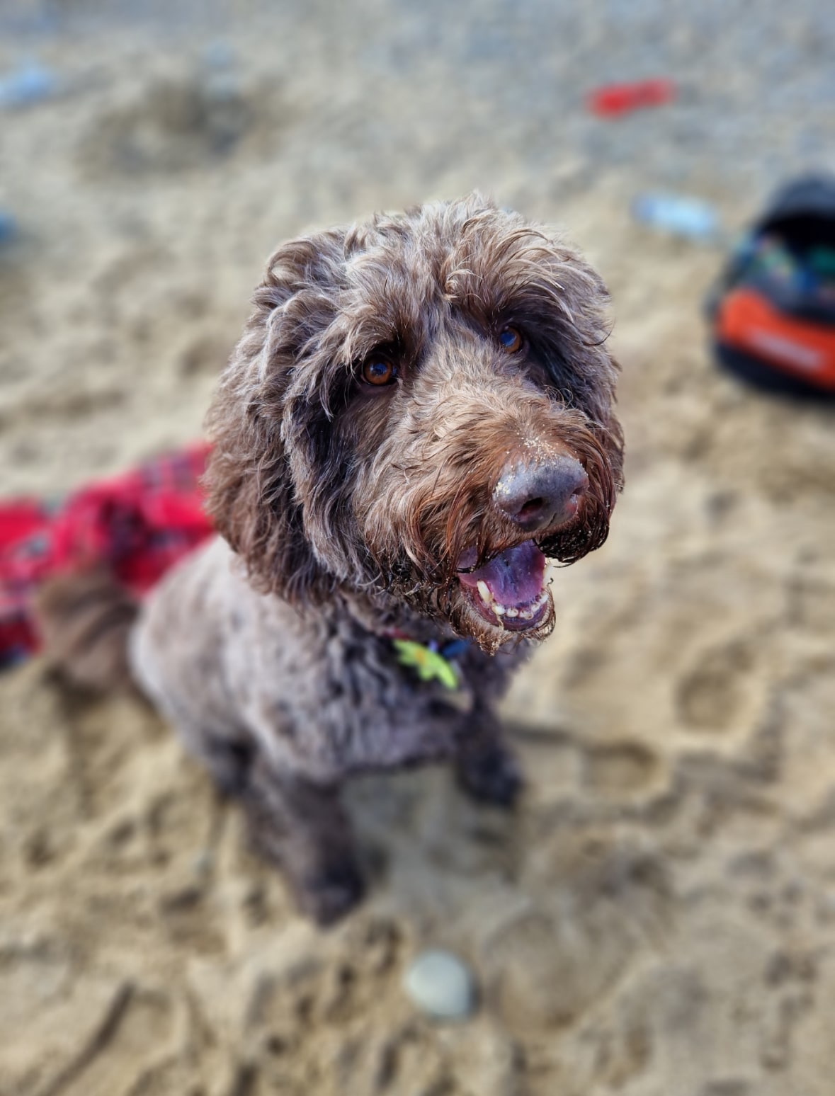 Roxy sitting on the sand